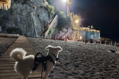 Wedding Dog Sitter Avellino - Napoli - Caserta - Benevento - Salerno